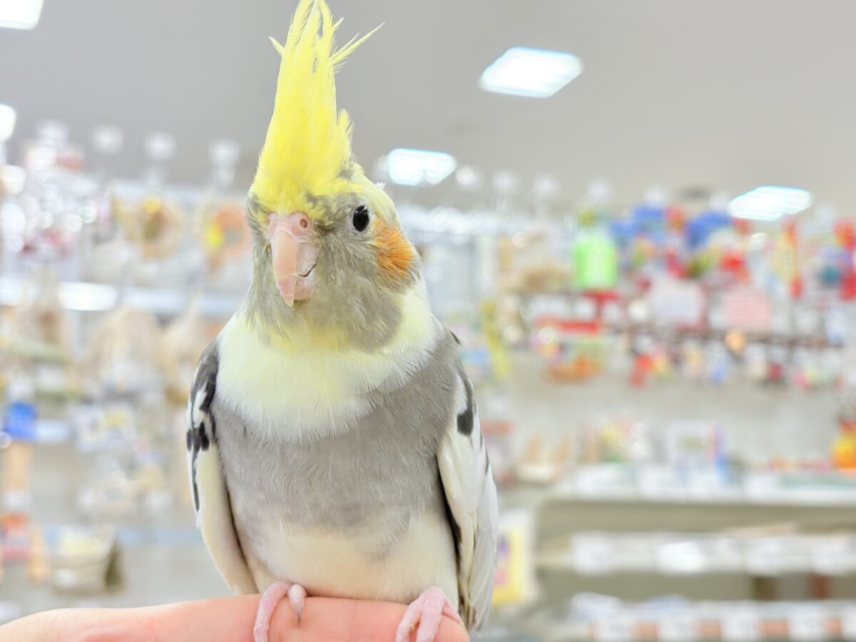 オカメインコ