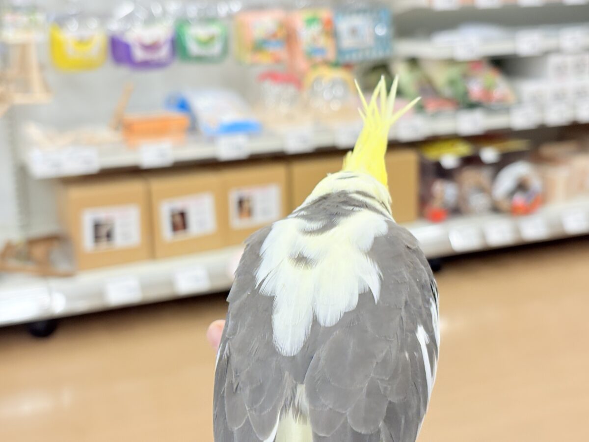 オカメインコ