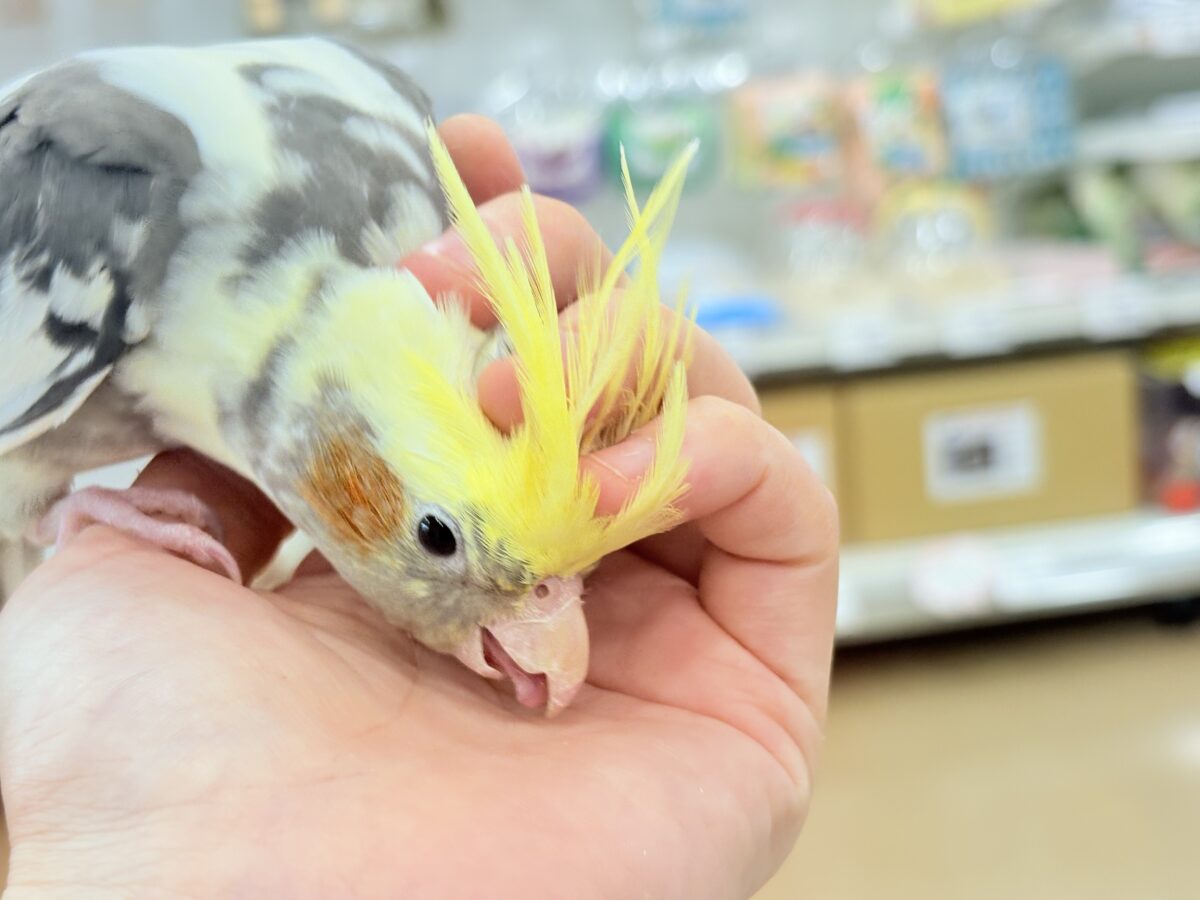 オカメインコ