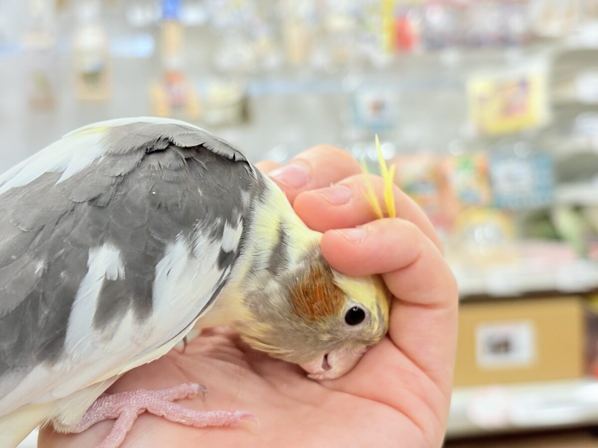 オカメインコ