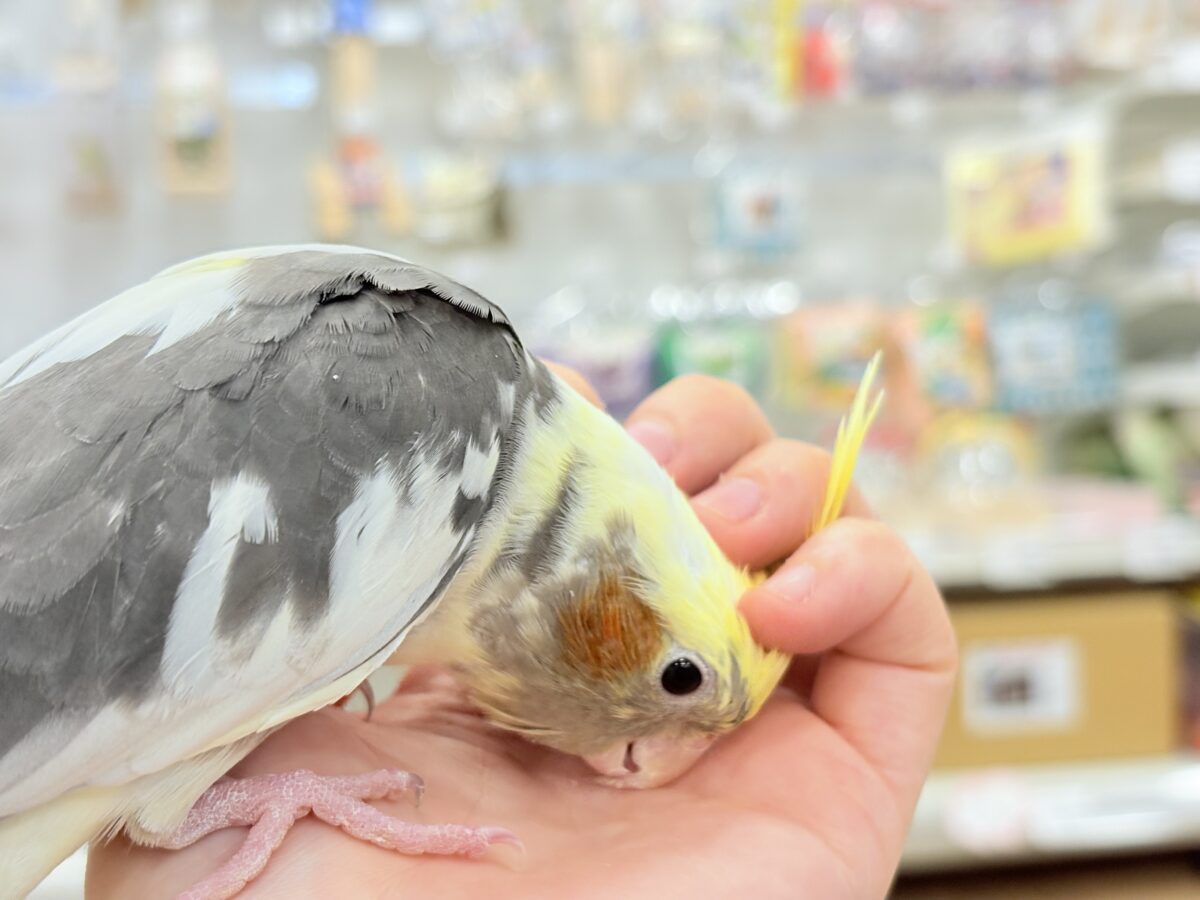 オカメインコ