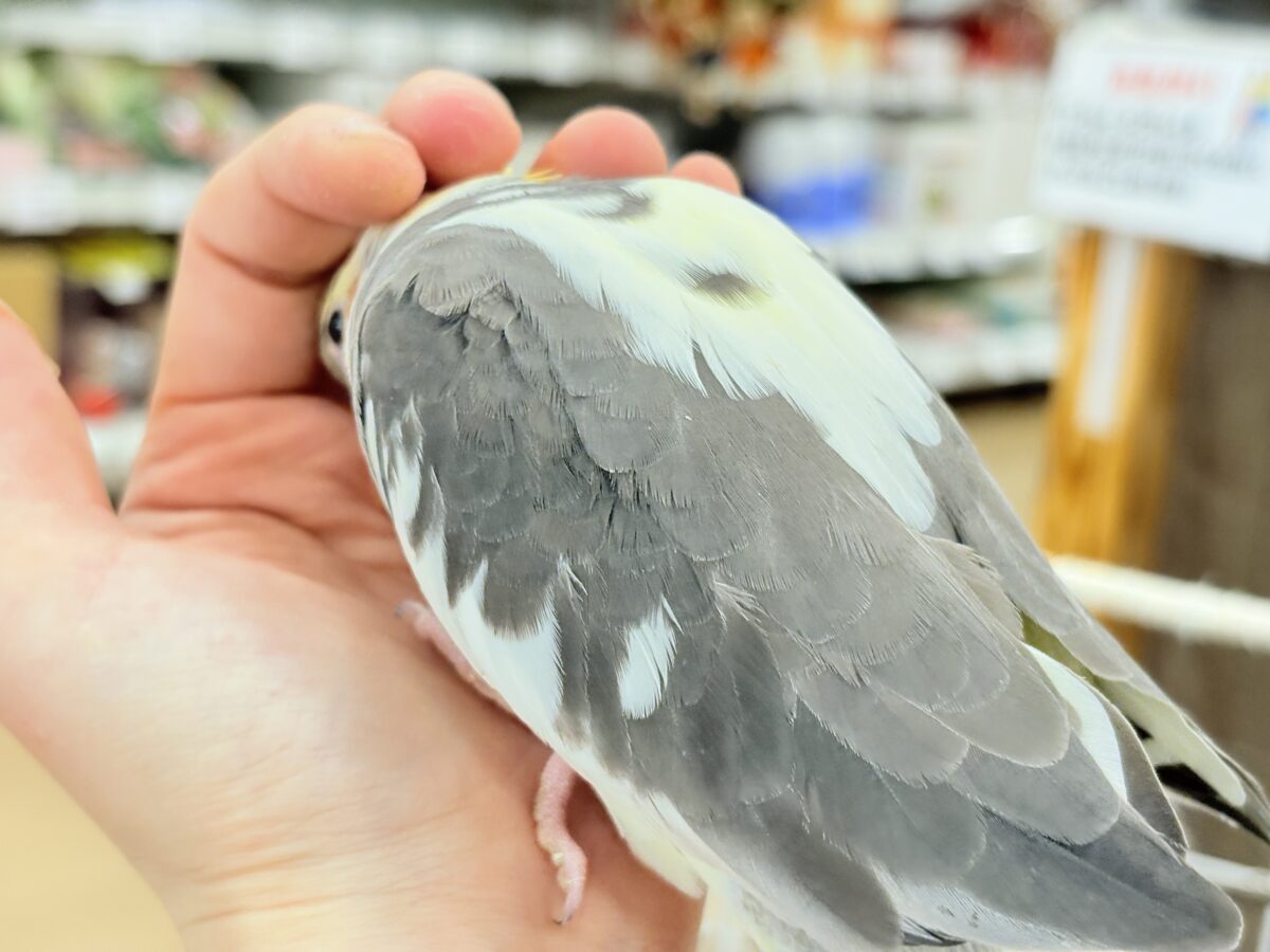 オカメインコ