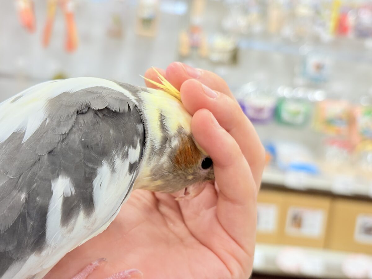 オカメインコ