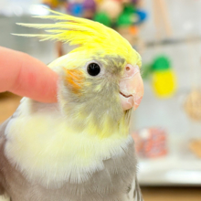 触れ合って癒されて♡♡オカメインコ(パイド)