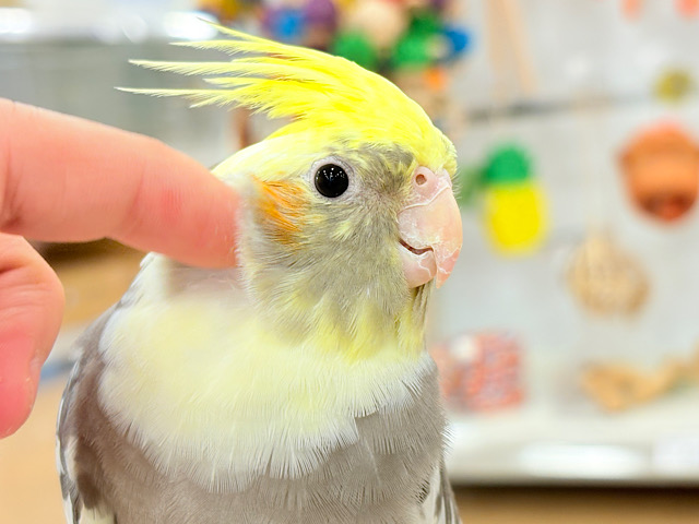 触れ合って癒されて♡♡オカメインコ(パイド)