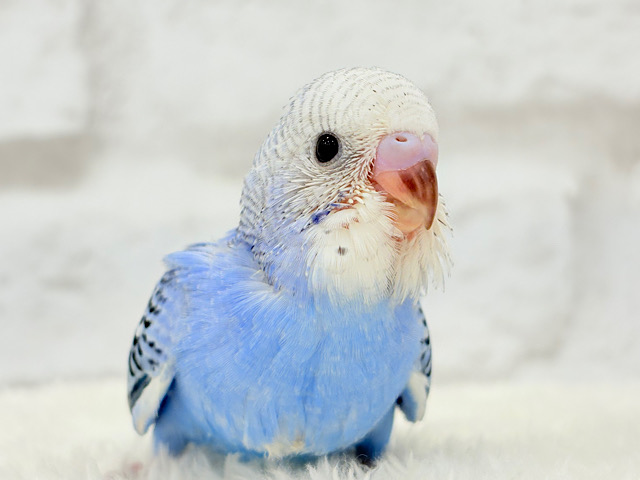 オイラの冒険は始まったばかり🐣🔎セキセイインコ(オパーリン) ヒナ