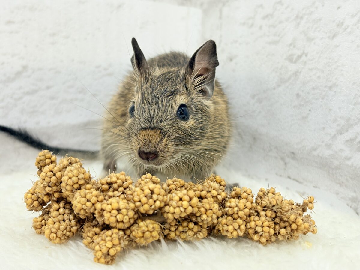 デグー