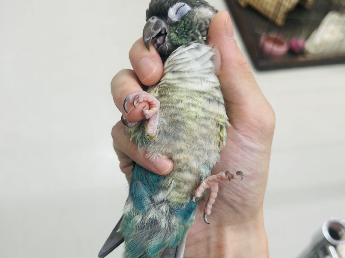 ホオミドリウロコインコ