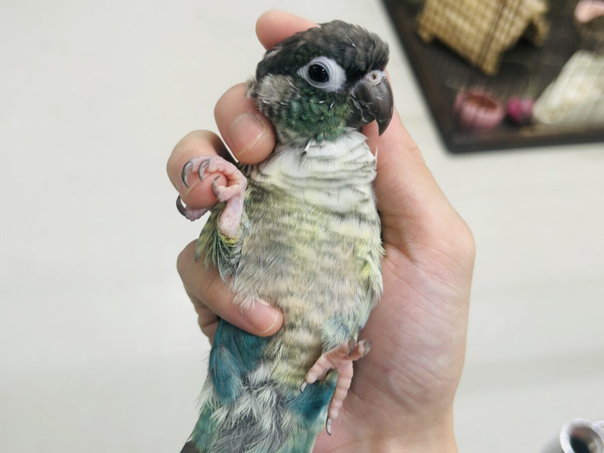 ホオミドリウロコインコ