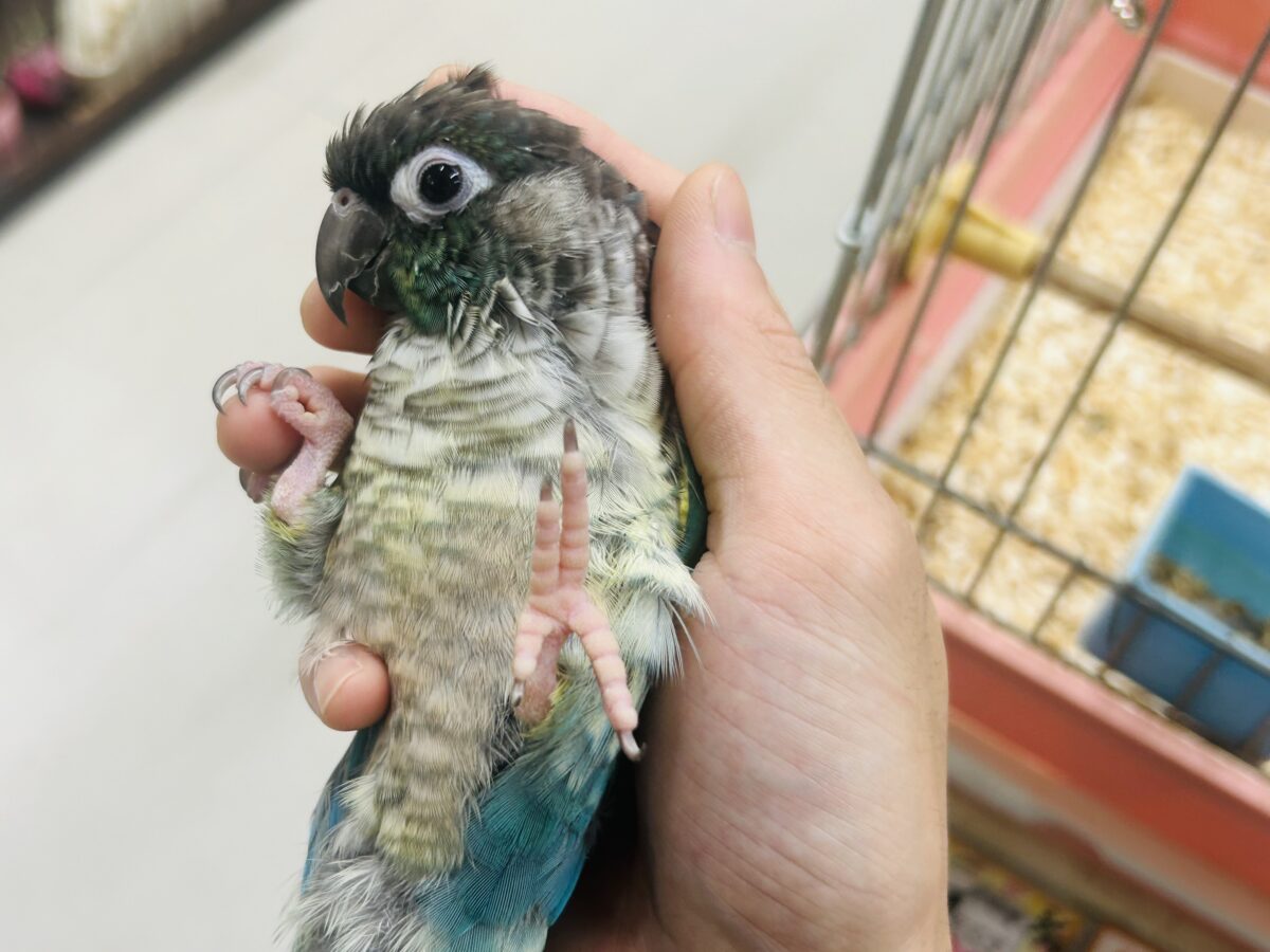 ホオミドリウロコインコ