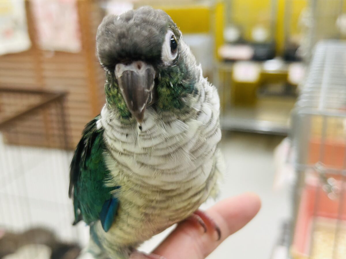 【⭐️最新画像更新⭐️】青色の美鳥ちゃん登場🔥🔥🔥　ホオミドリウロコインコの“ブルー”カラー☆