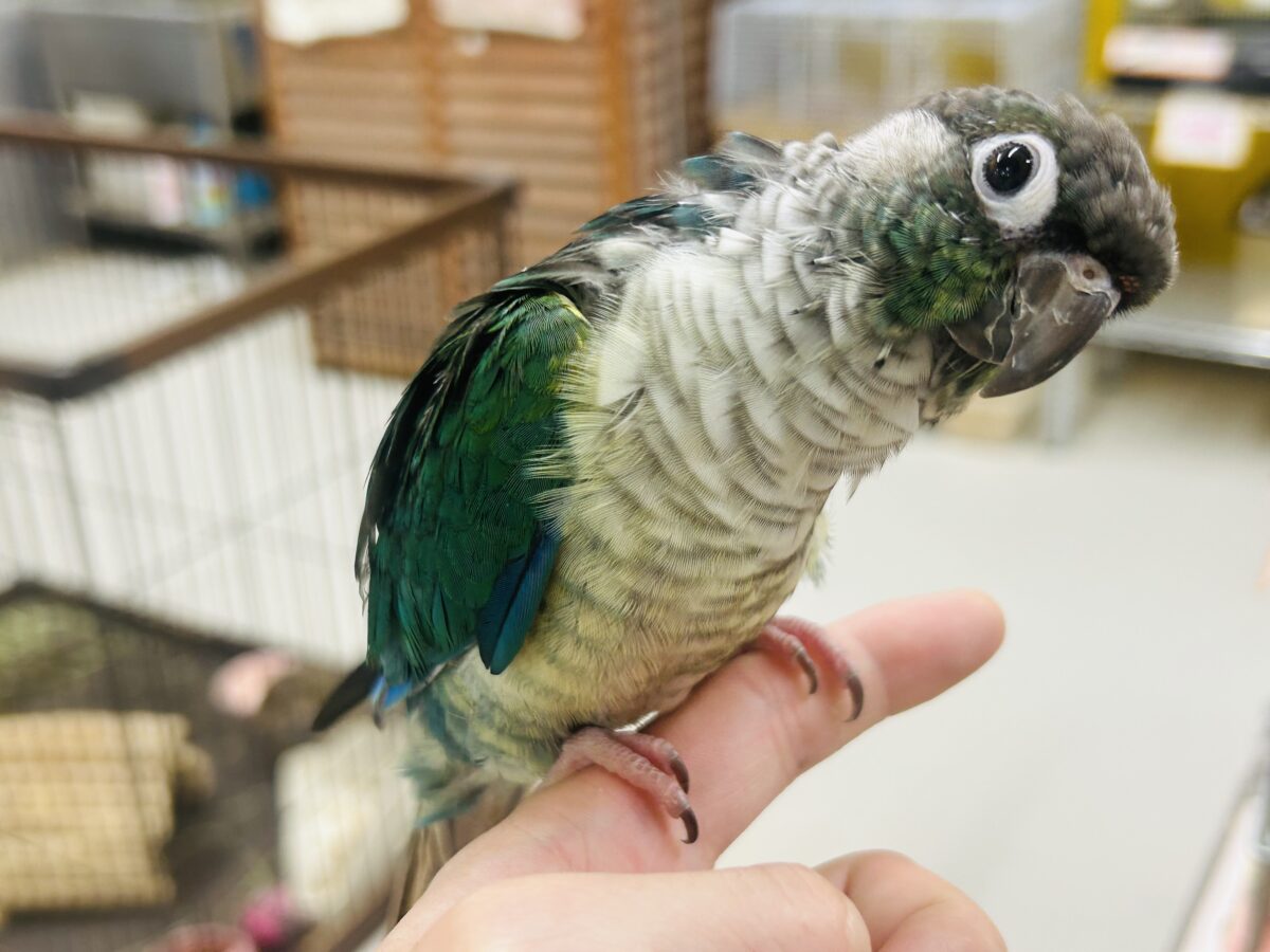 ホオミドリウロコインコ