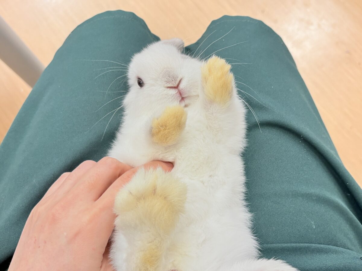 ホーランドロップ