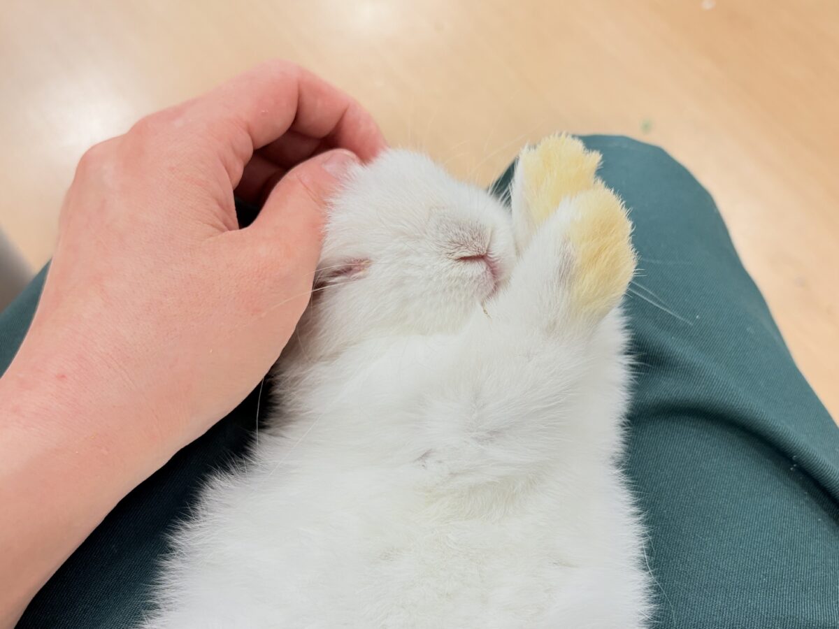 ホーランドロップ