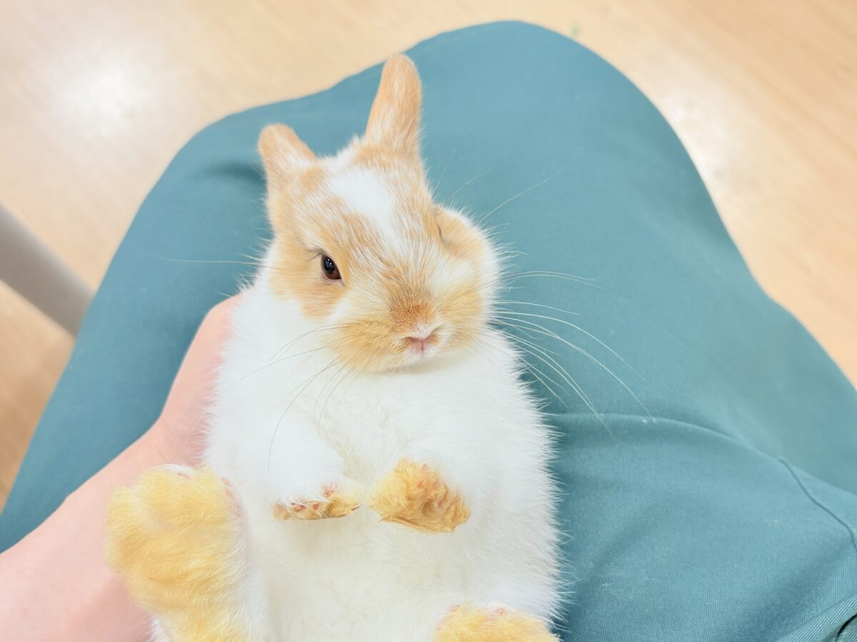 ネザーランドドワーフ