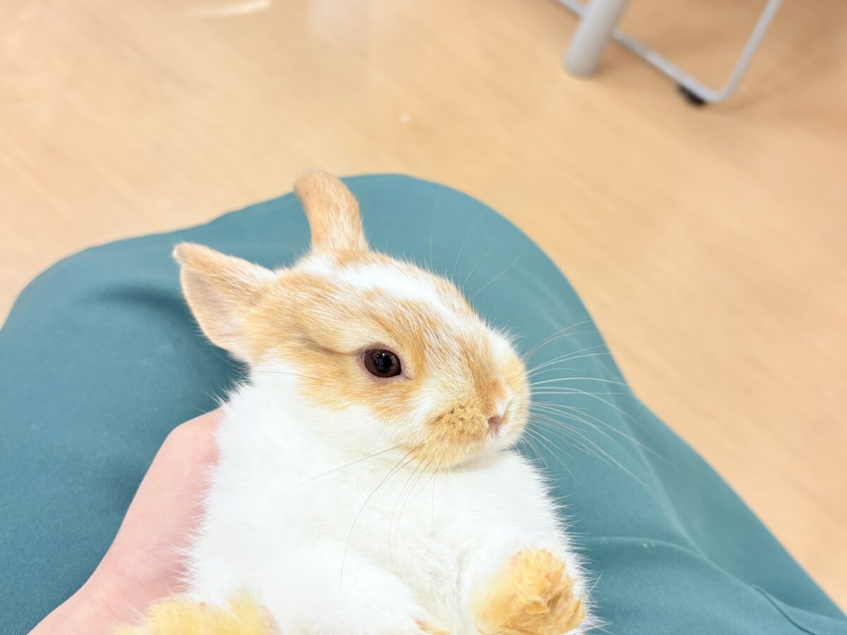 ネザーランドドワーフ
