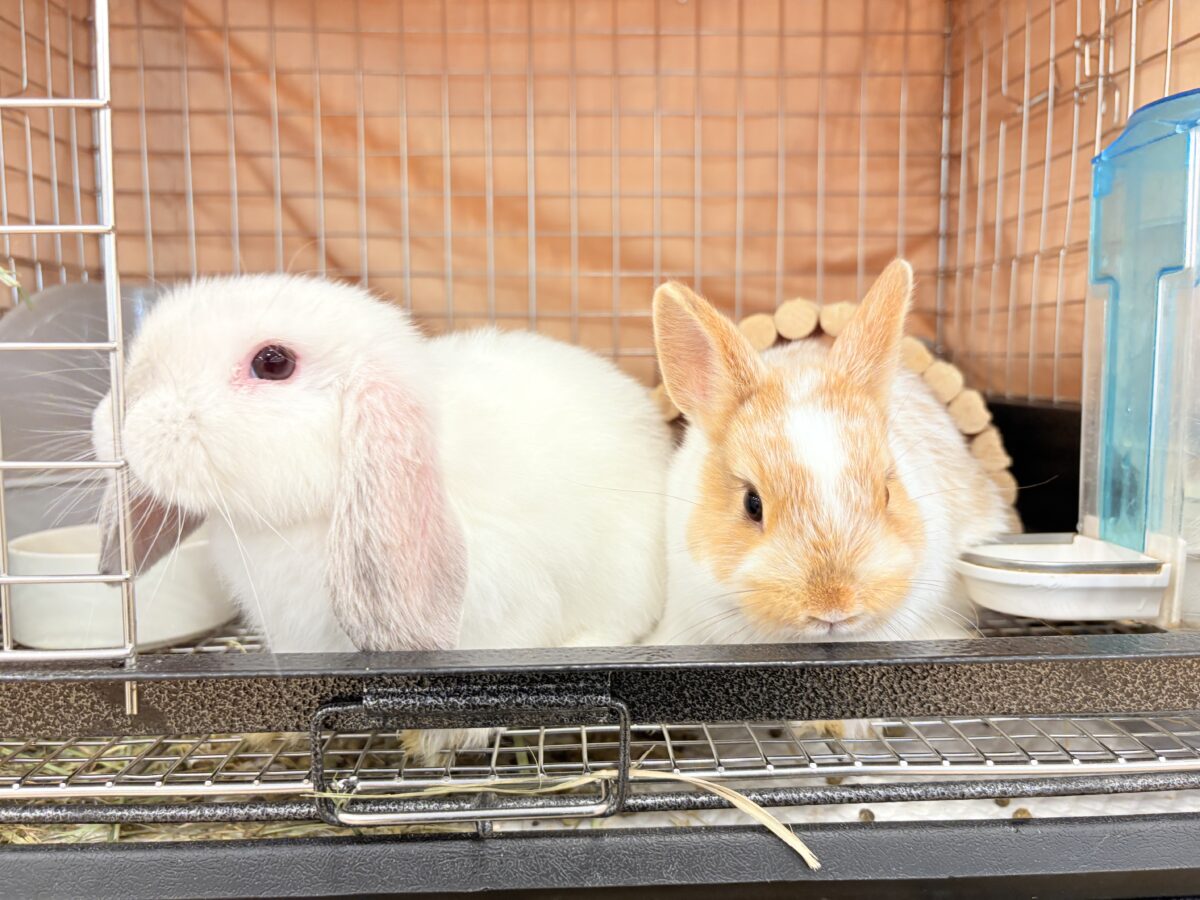 ホーランドロップ