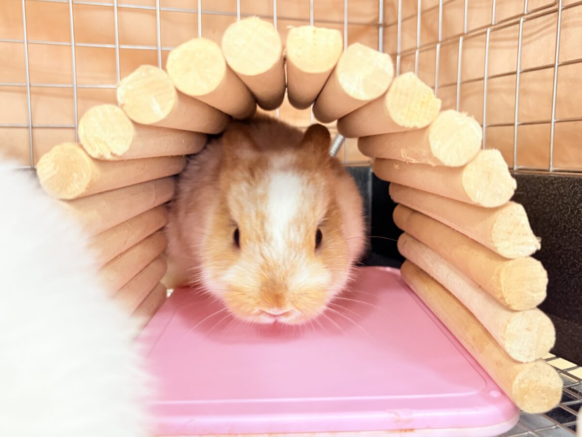 ネザーランドドワーフ