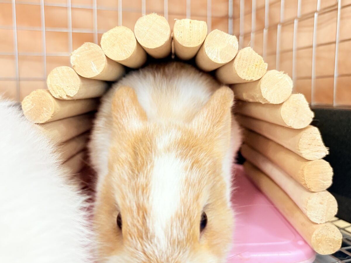 ネザーランドドワーフ