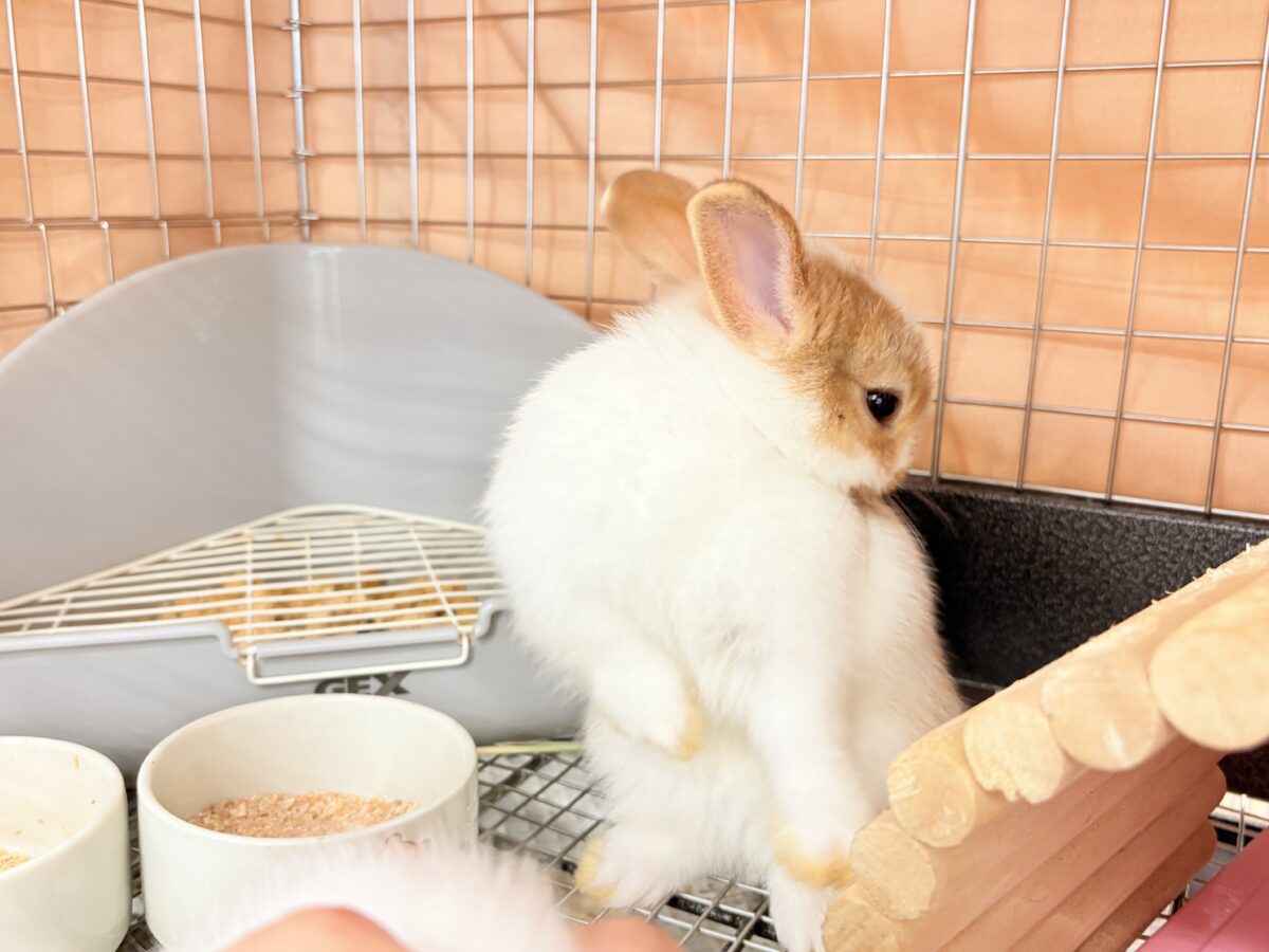 ネザーランドドワーフ