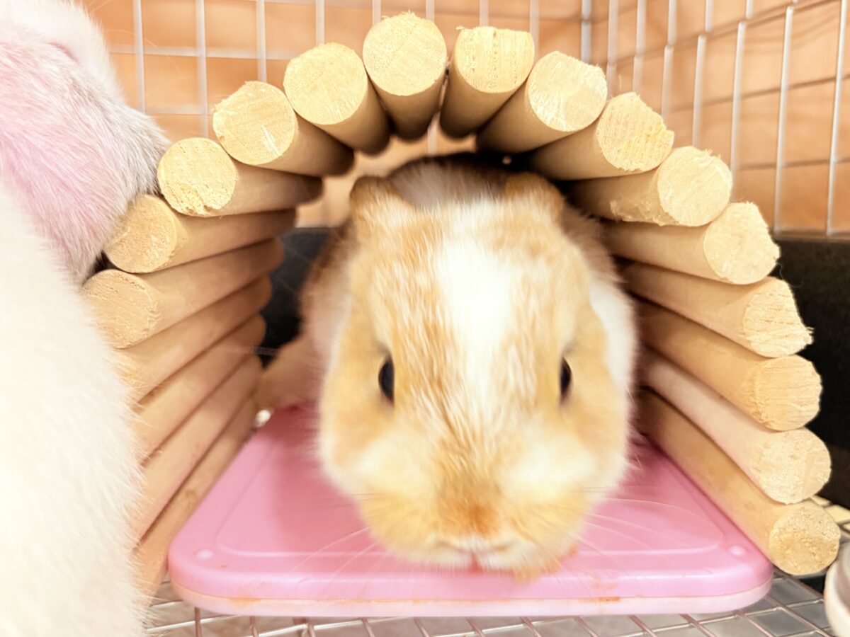 ネザーランドドワーフ