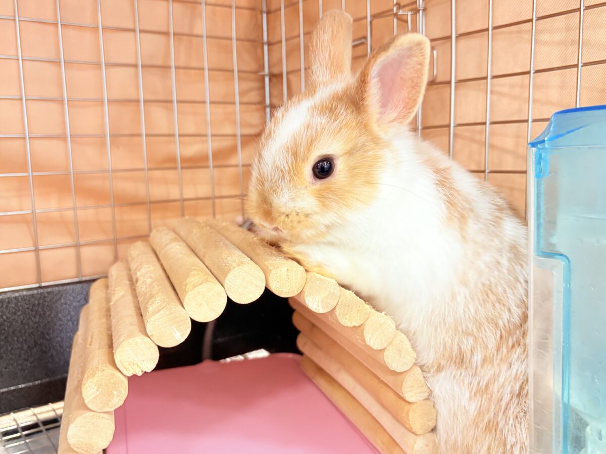 ネザーランドドワーフ