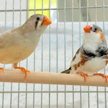 錦花鳥（キンカチョウ） の販売一覧| 千葉県・栃木県・神奈川県・埼玉