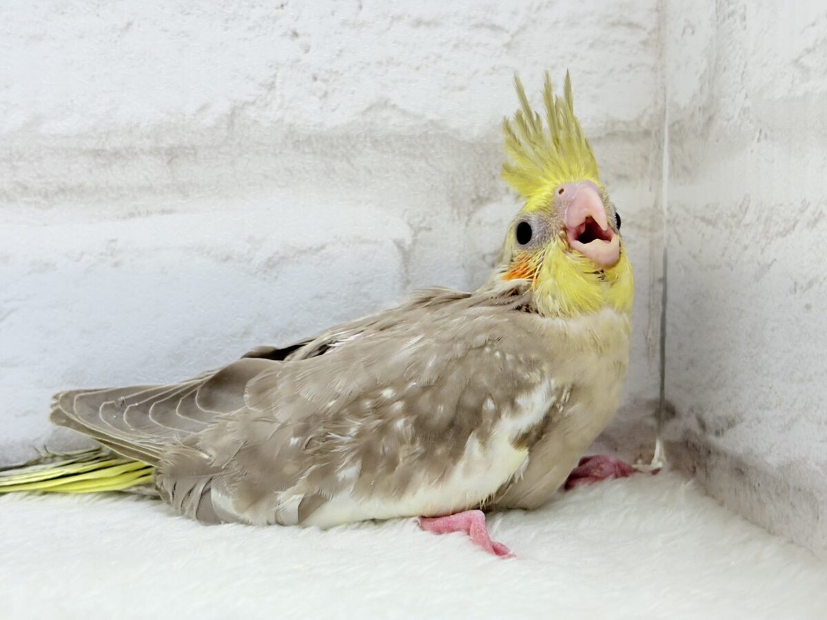 オカメインコ