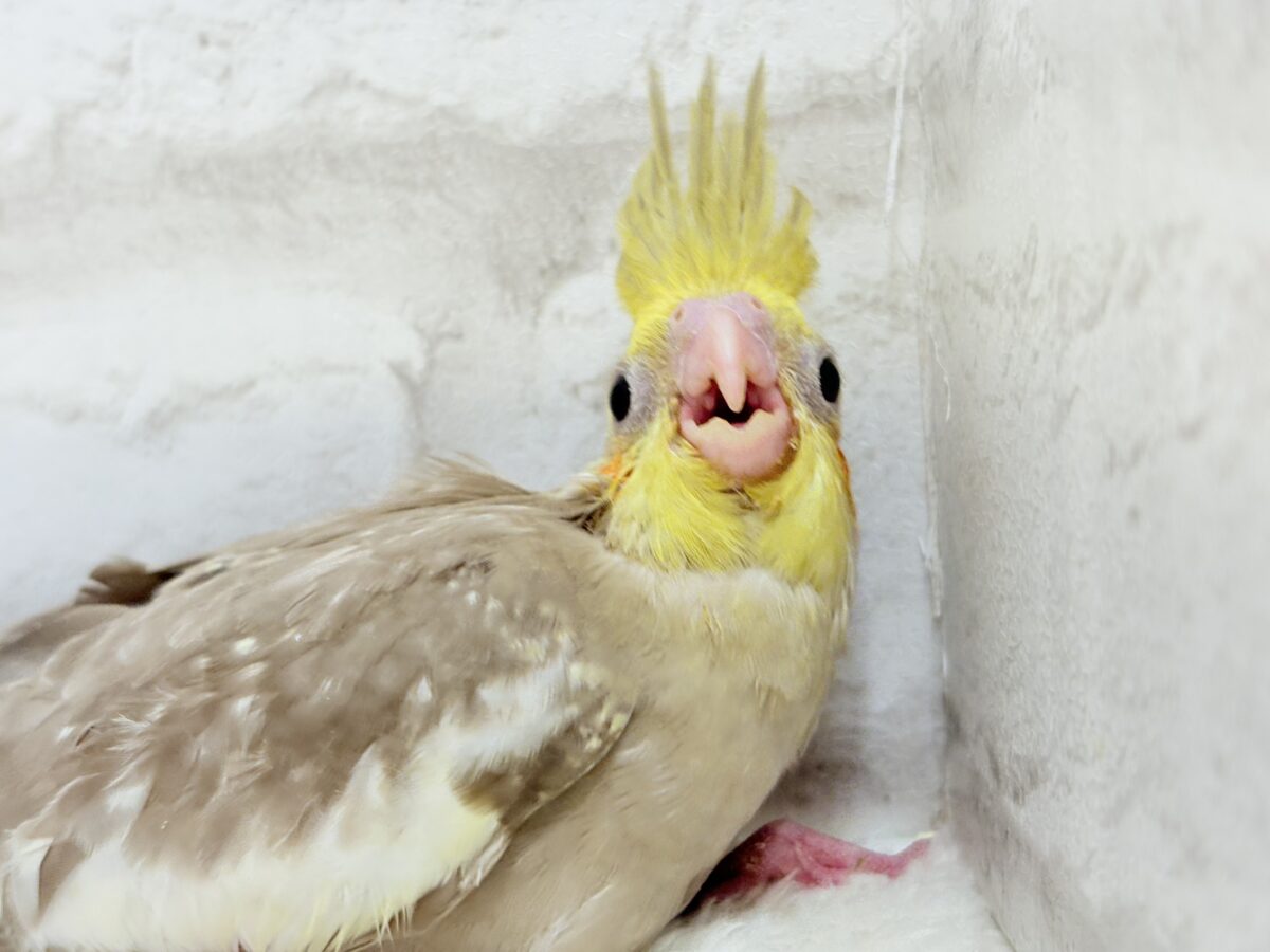 オカメインコ