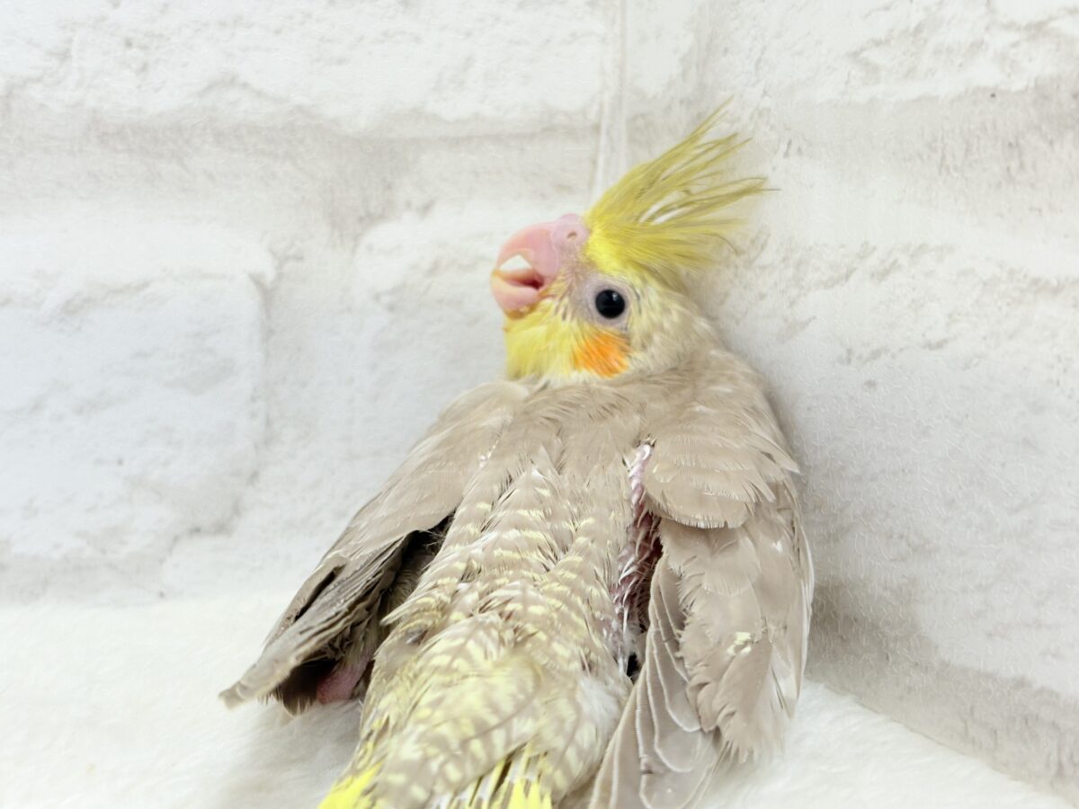 オカメインコ