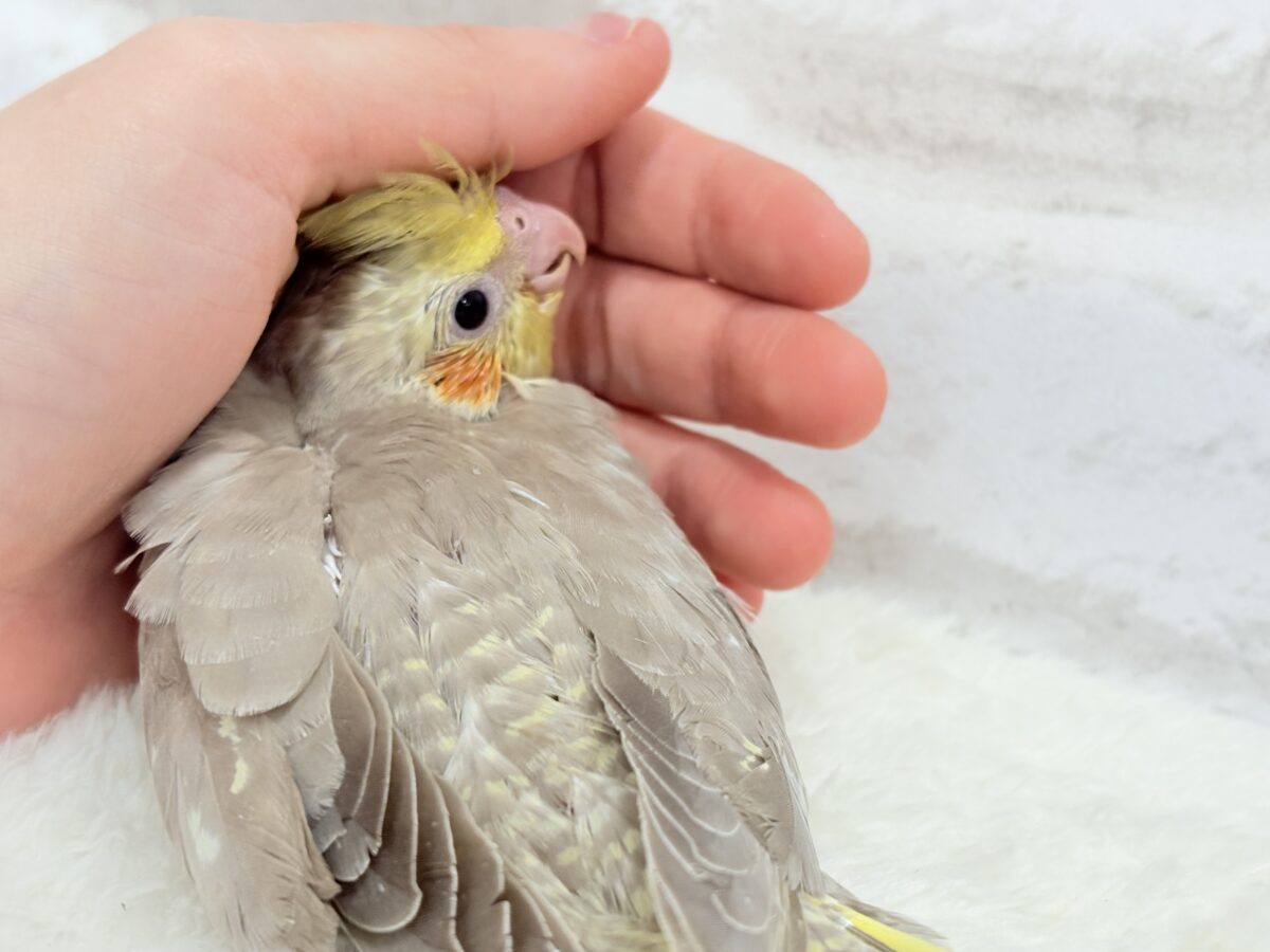 オカメインコ
