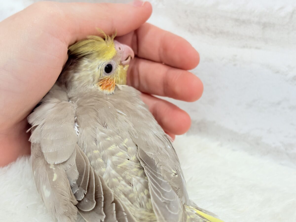 オカメインコ