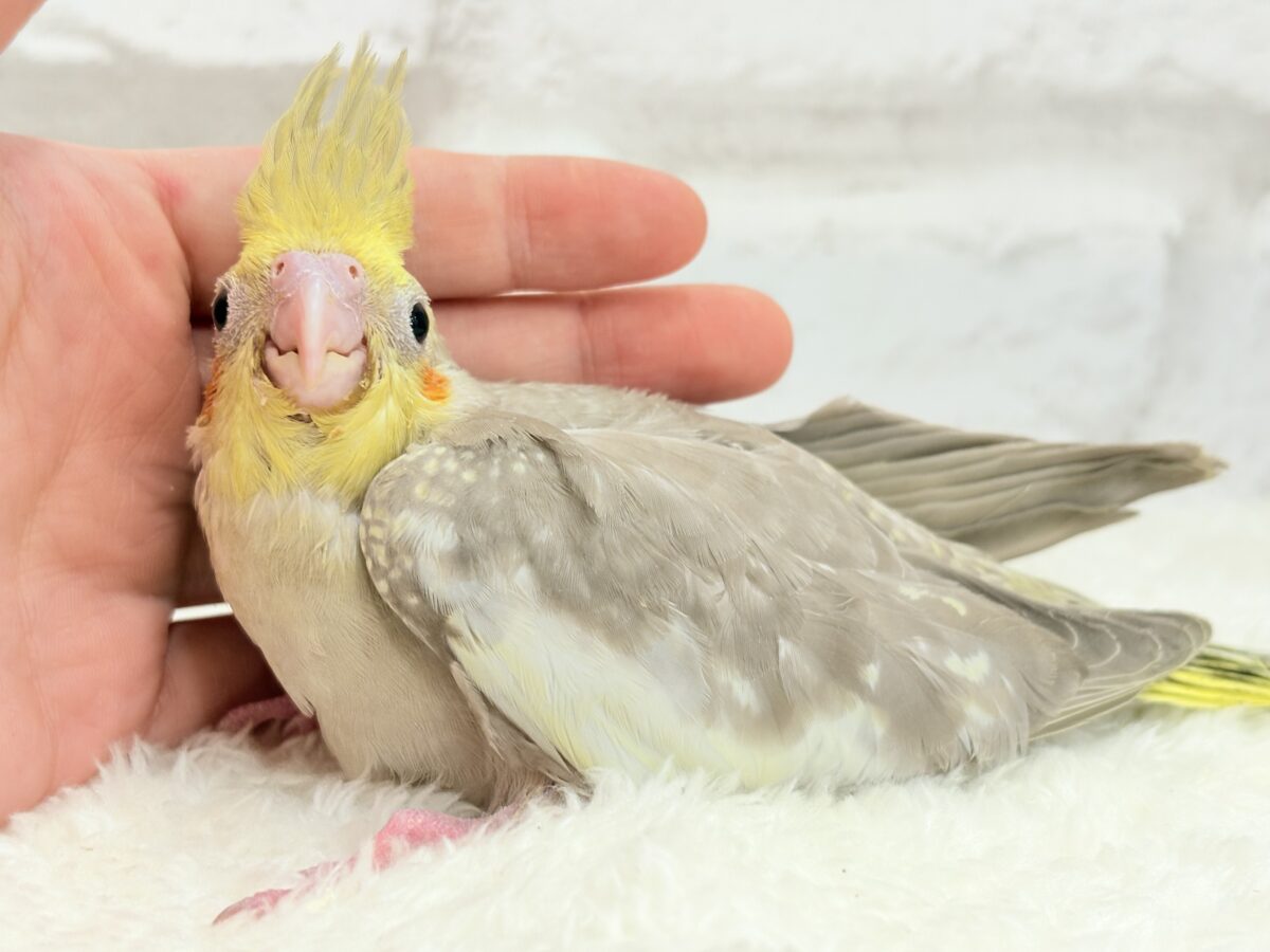 オカメインコ