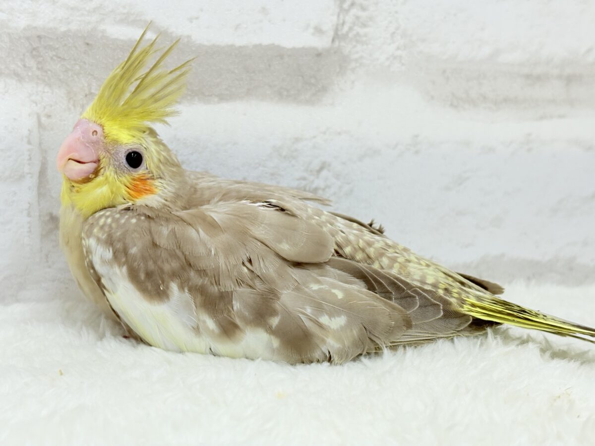 オカメインコ