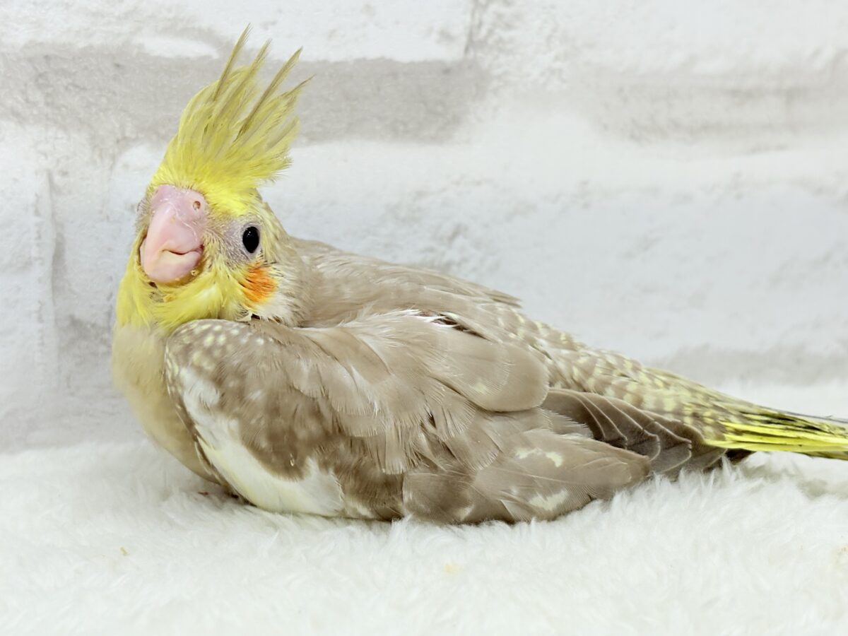 オカメインコ