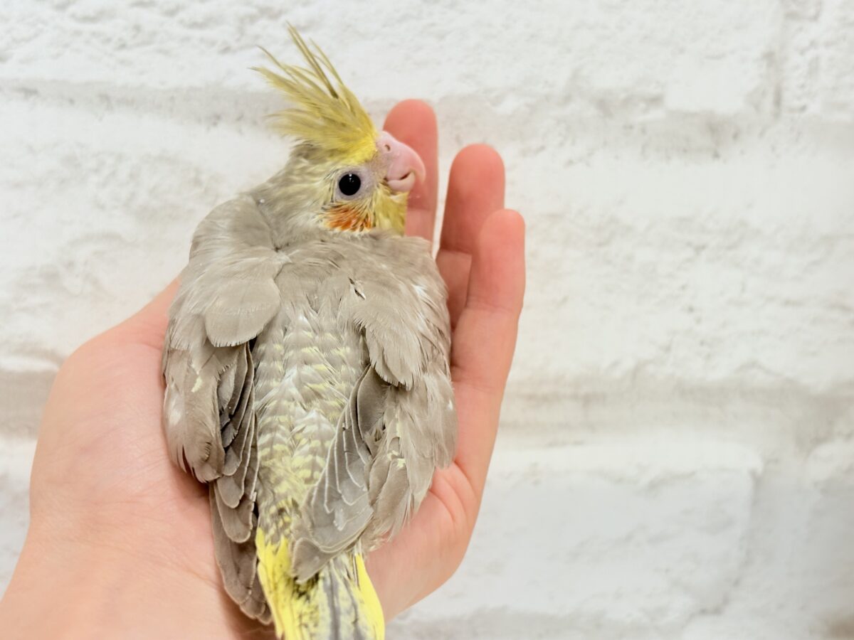 オカメインコ