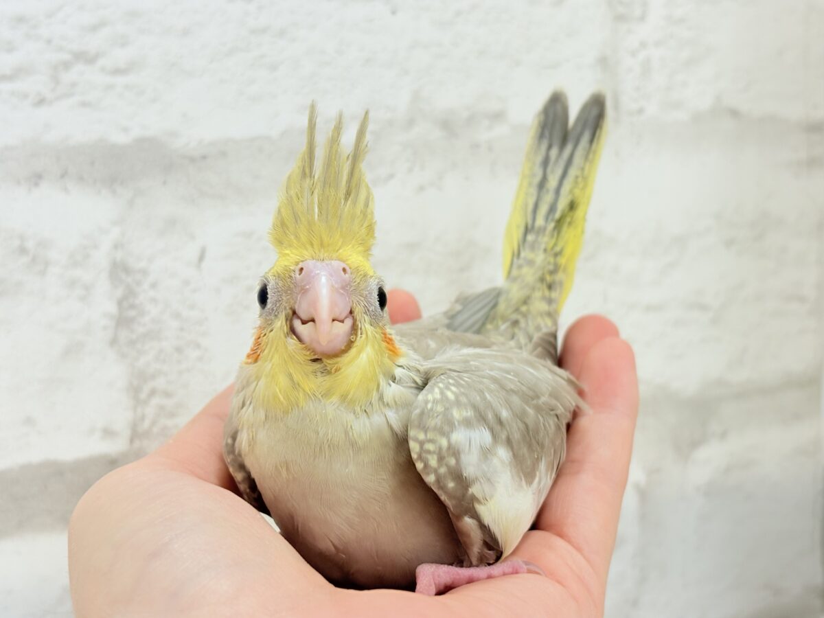 オカメインコ