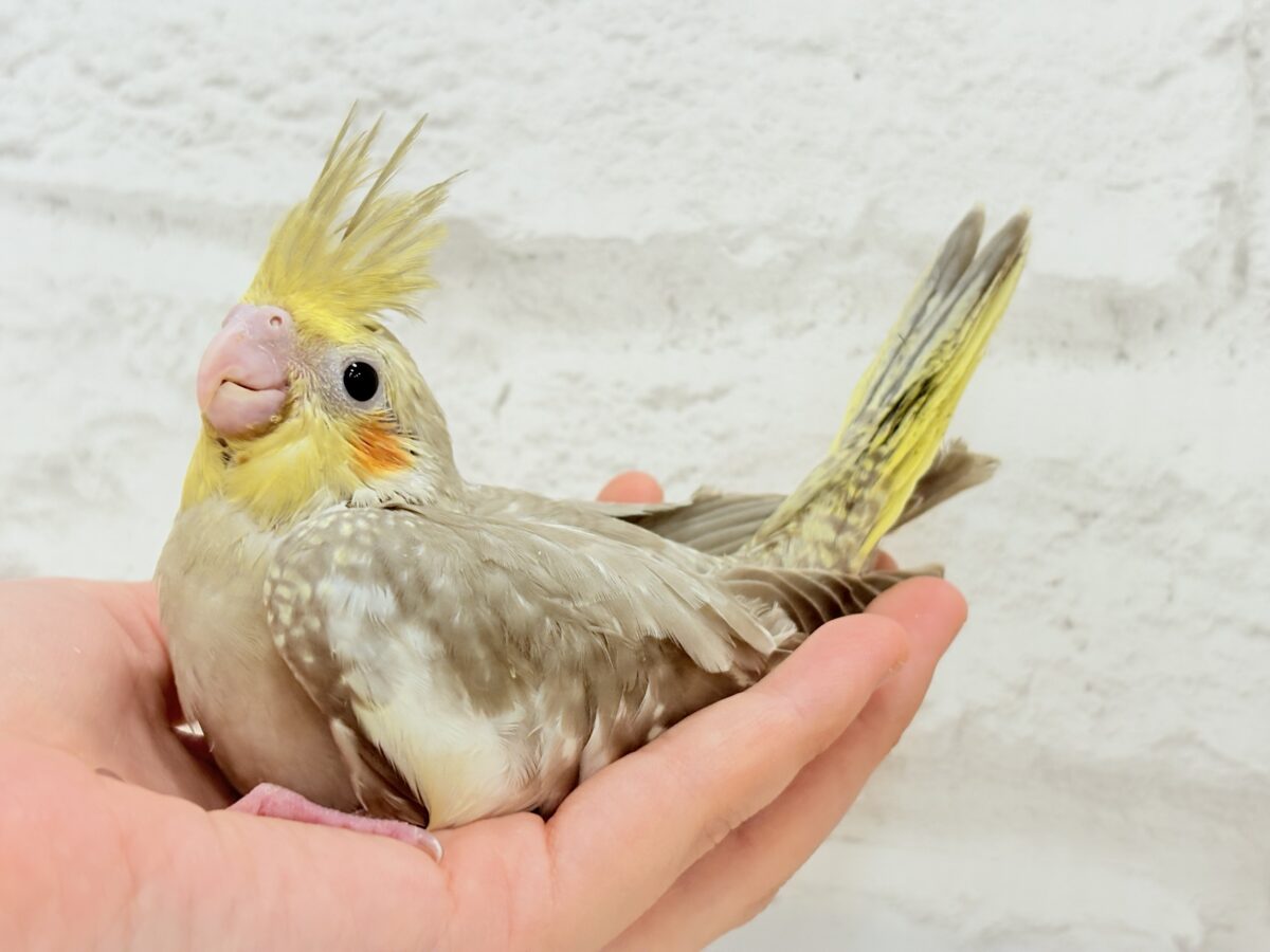 オカメインコ