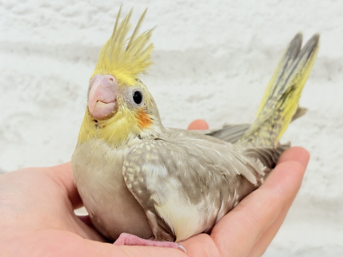オカメインコ