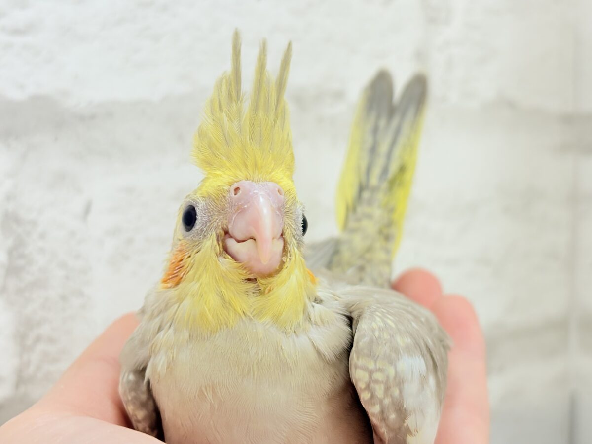 オカメインコ
