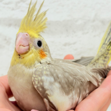 優しいお顔と色味に癒される🐣𓈒𓏸︎︎︎︎ 𓈒𓂂𓏸オカメインコ(シナモン) ヒナ