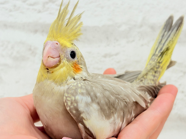 優しいお顔と色味に癒される🐣𓈒𓏸︎︎︎︎ 𓈒𓂂𓏸オカメインコ(シナモン) ヒナ