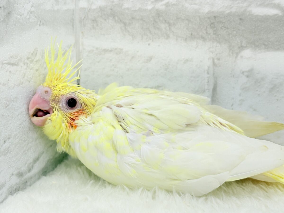 オカメインコ