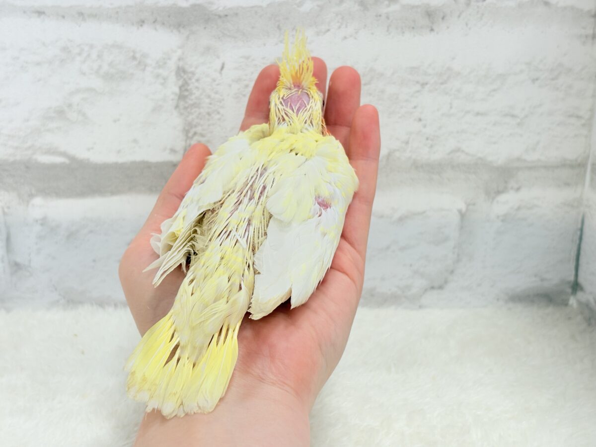 オカメインコ