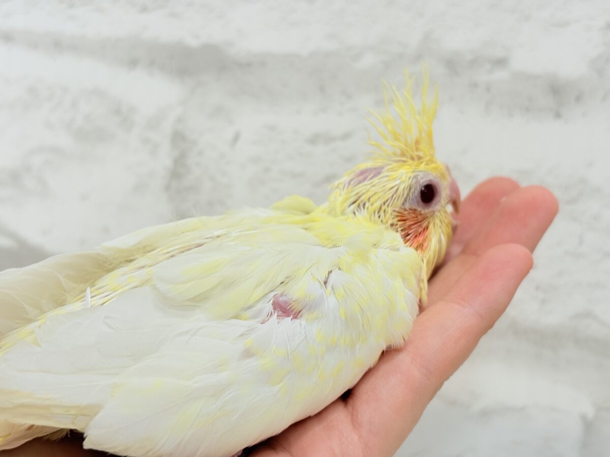 オカメインコ