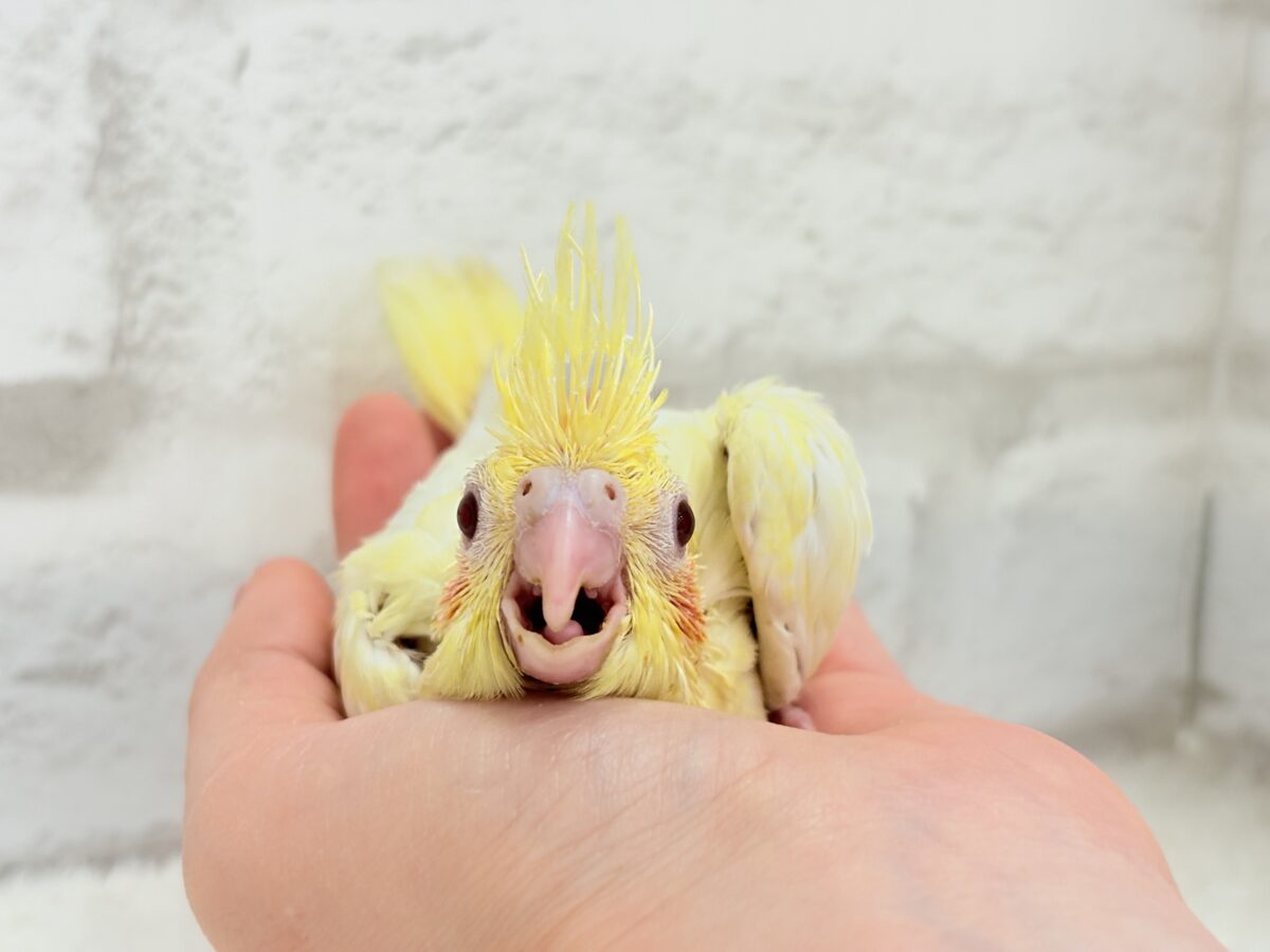 オカメインコ
