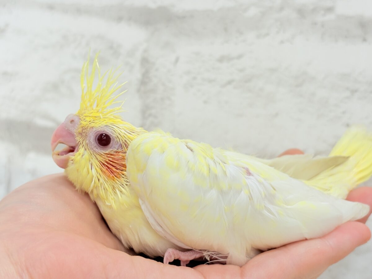 オカメインコ