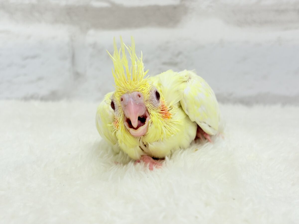 オカメインコ