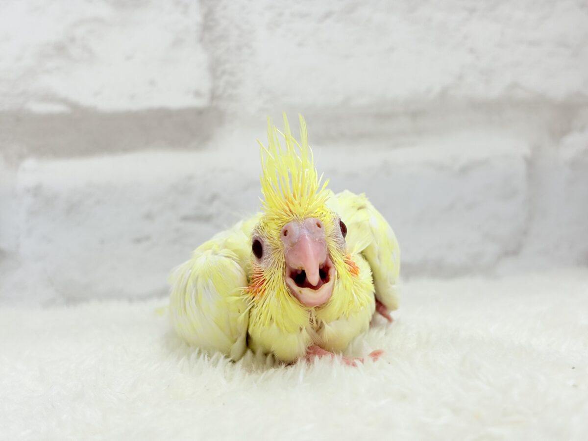 オカメインコ