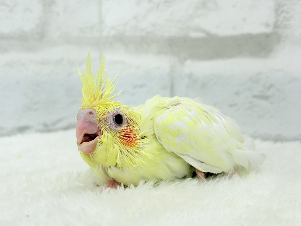 オカメインコ